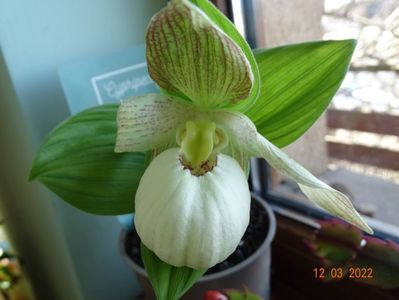 cypripedium macranthos albiflorus