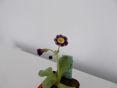 Primula auricula-,,lilian hill''