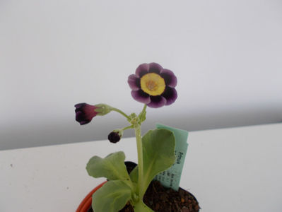 Primula auricula-,,lilian hill''