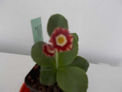 Primula auricula-''noelle''