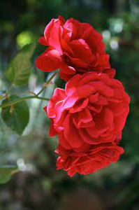 Sympathie (Urcator); Parfum puternic. Inflorire repetata tot sezonul.
Inaltime 250 - 350 cm.

