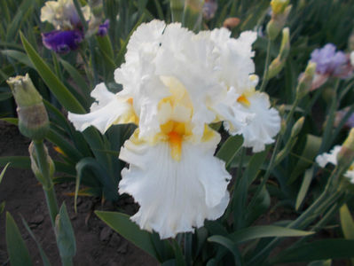 T-v-r9,6-luminier-8