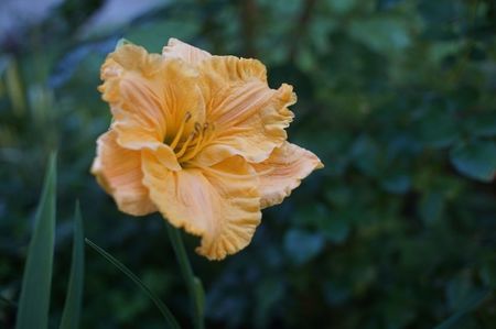 Golden Hibiscus