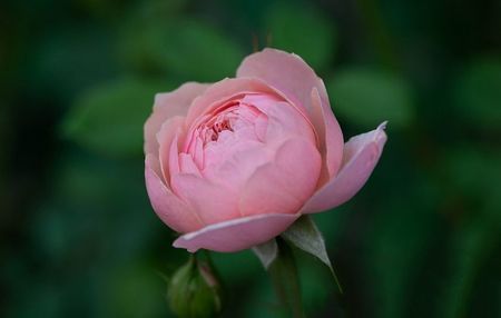 The Alnwick Rose (tufa) 80