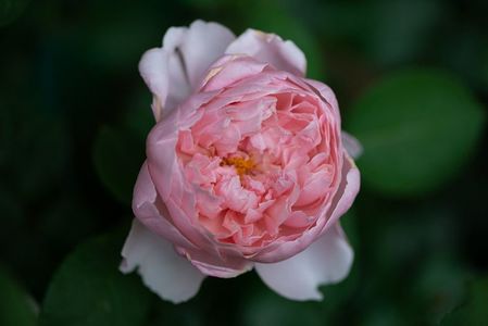 The Alnwick Rose (tufa) 80