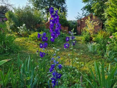 Delphinium Fantasia Blue