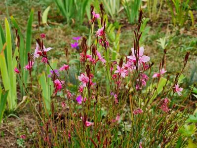 Gaura lidheimeri Pink dwarf