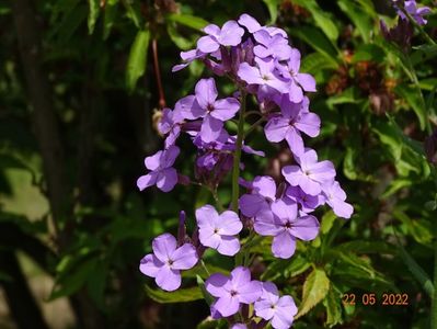 hesperis matronalis