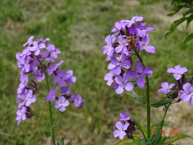 hesperis matronalis