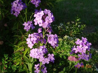 hesperis matronalis