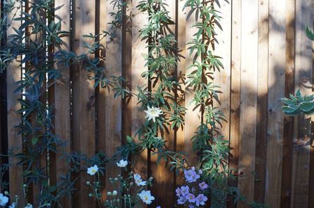 Passiflora caerulea alba