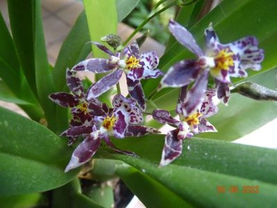 oncidium Holm's Wizard pink