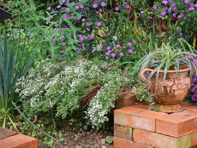 Aster ericoides Snow Flurry