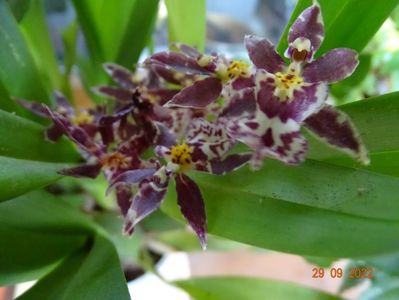 oncidium Holm's Wizard pink