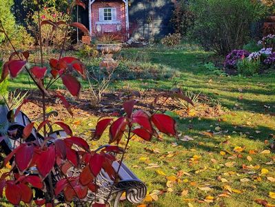 Cornus Stellar Pink