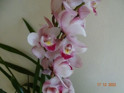 cymbidium Pink Tumb