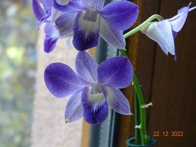 dendrobium phalaenopsis Blue Hapiness