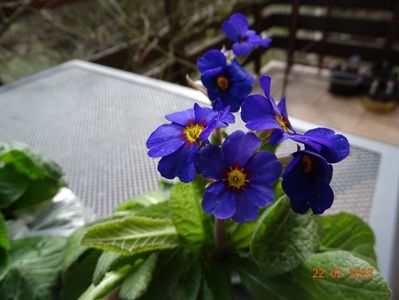 primula elatior