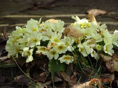 primula vulgaris