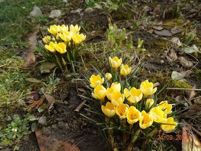 crocus Cream Beauty