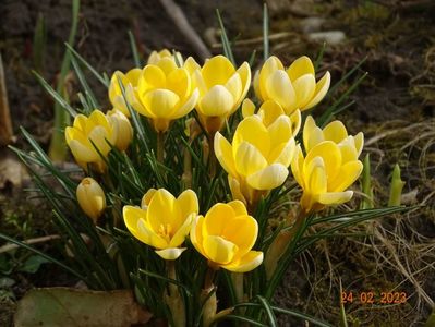 crocus Cream Beauty