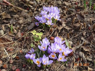 crocus Firefly