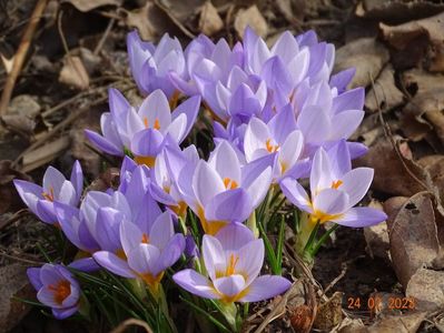 crocus Firefly