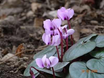 cyclamen coum Pink