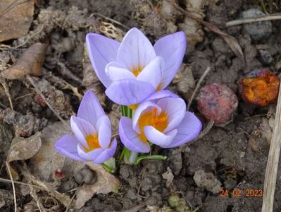 crocus Firefly