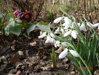 galanthus nivalis si helleborus seedling