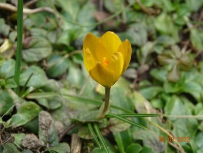 crocus chrysanthus