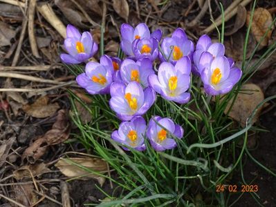 crocus Firefly