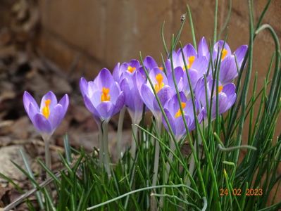 crocus Firefly