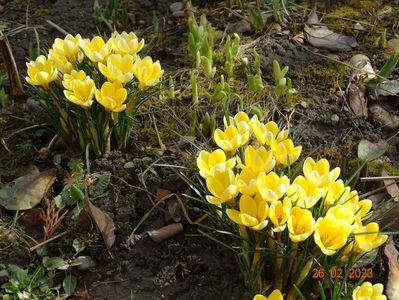 crocus Cream Beauty