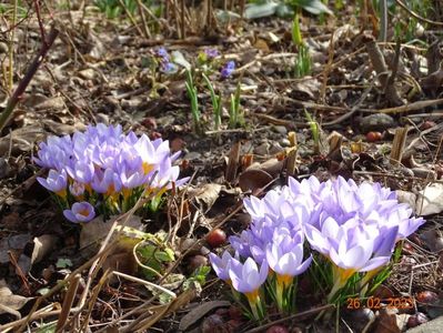 crocus Firefly