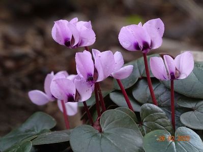 cyclamen coum Pink