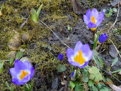 crocus Tricolor