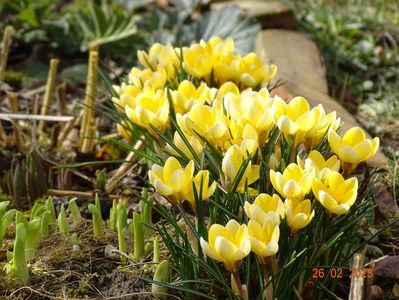 crocus Cream Beauty