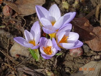 crocus Firefly