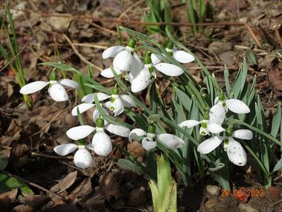 galanthus nivalis