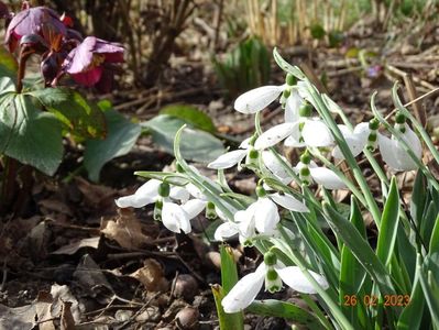 galanthus nivalis si helleborus seedling