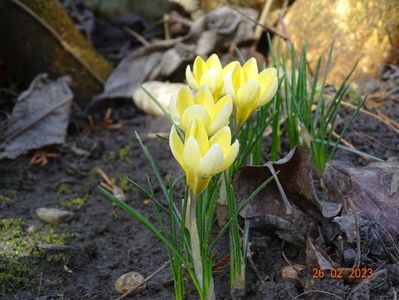 crocus Cream Beauty