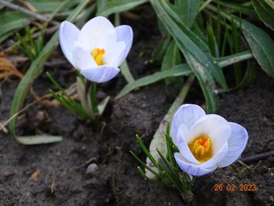 crocus Blue Pearl