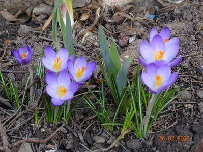 crocus Firefly