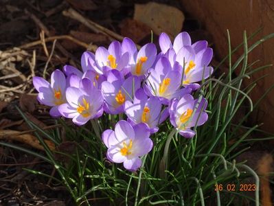 crocus Firefly