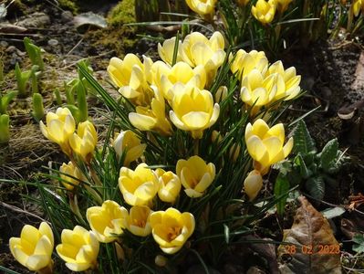 crocus Cream Beauty