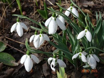 galanthus nivalis