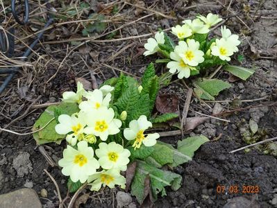 primula vulgaris