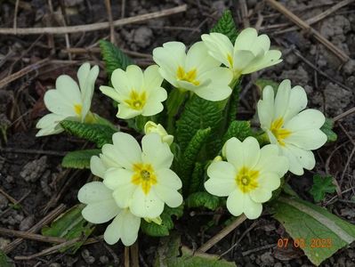 primula vulgaris