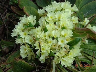 primula vulgaris